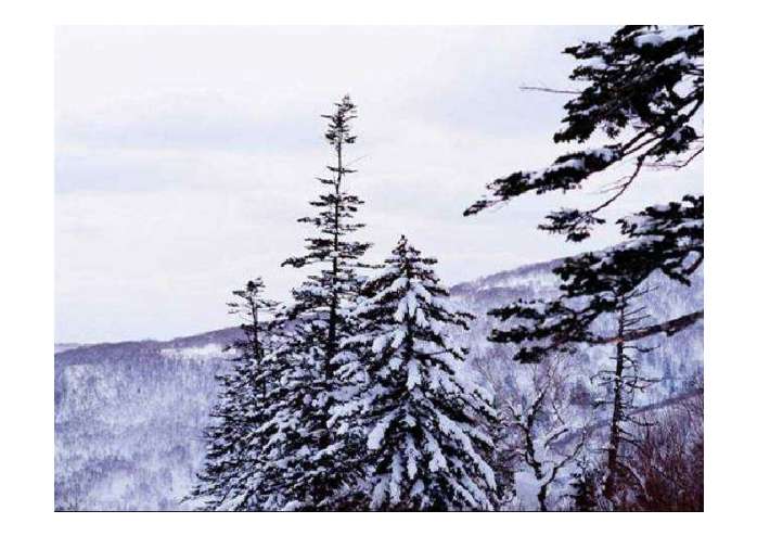 济南的冬天PPT - 课件制作技巧- 21世纪教育