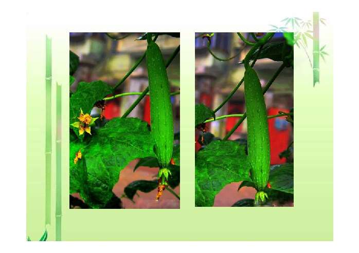 神奇的丝瓜ppt - ppt课件推荐- 21世纪教育